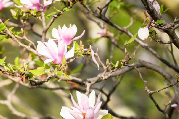 Flowering trees, UW Arboretum
