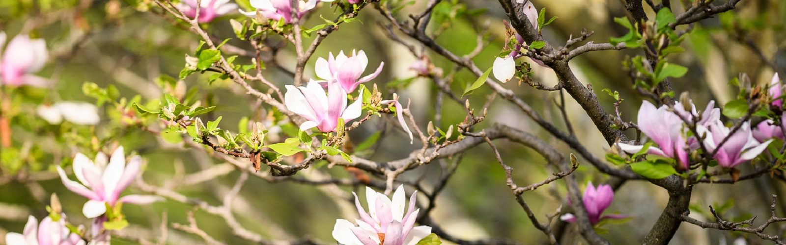 Flowering trees, UW Arboretum