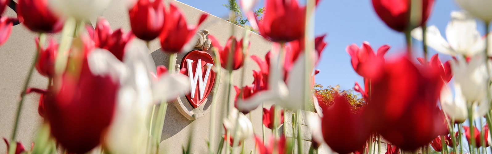 W with tulips
