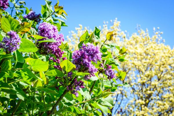 Lilacs at the UW Arboretum