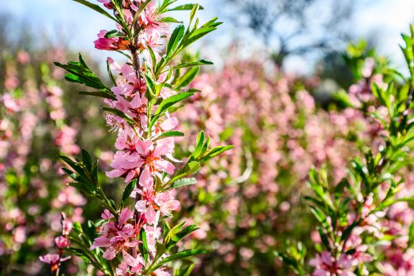 Spring flowers, UW Arboretum