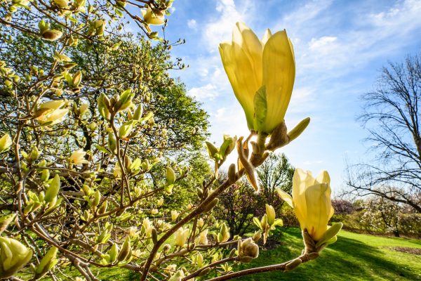 Yellow flowering tree, Arboretum